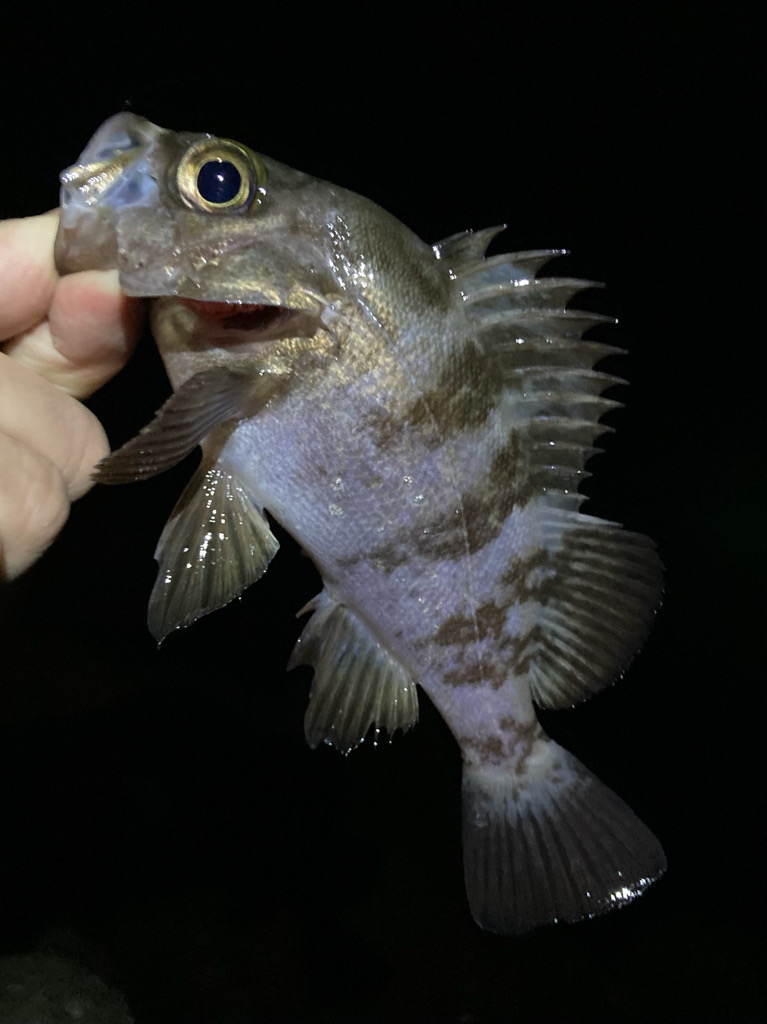 秋のライトゲーム