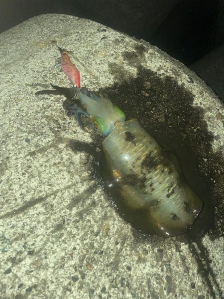 今年最後のエギング