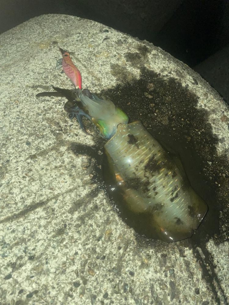 今年最後のエギング