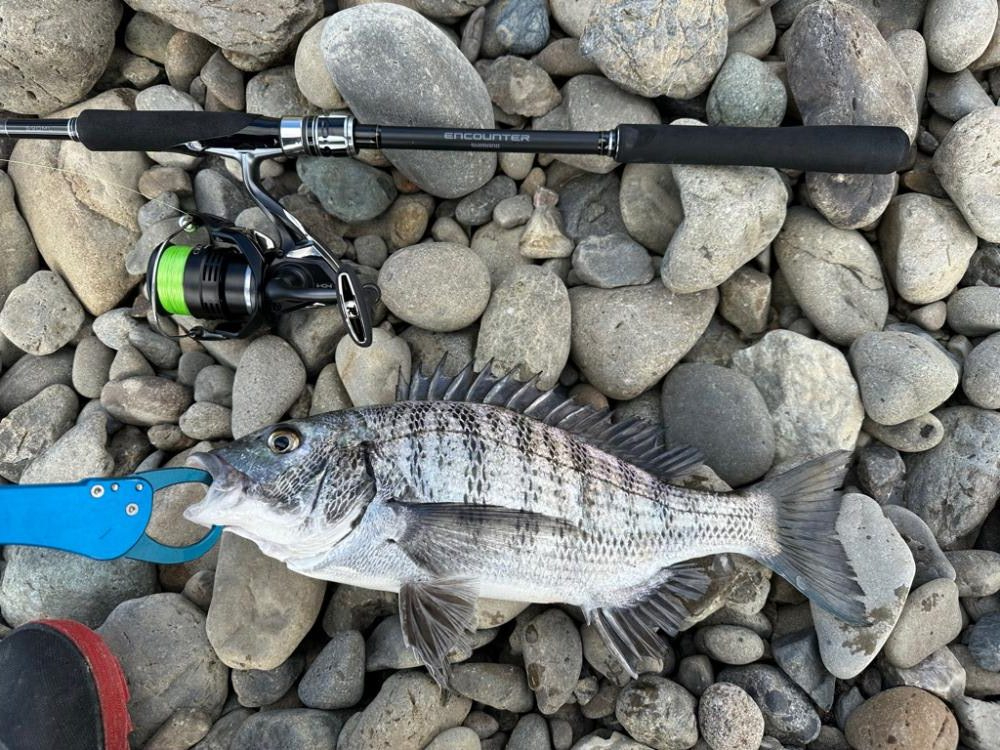 シーバス釣りでチヌ