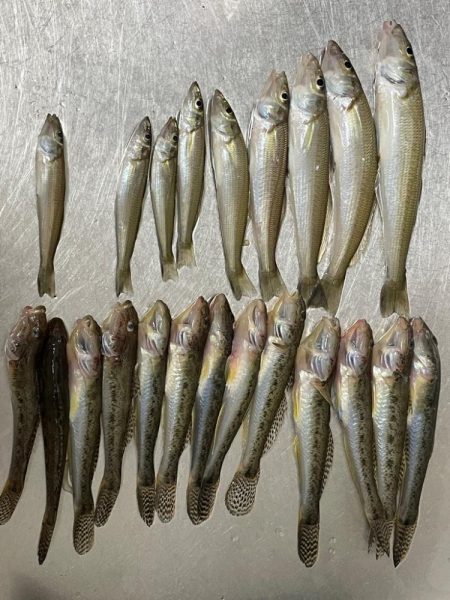 ハゼキス大漁！
