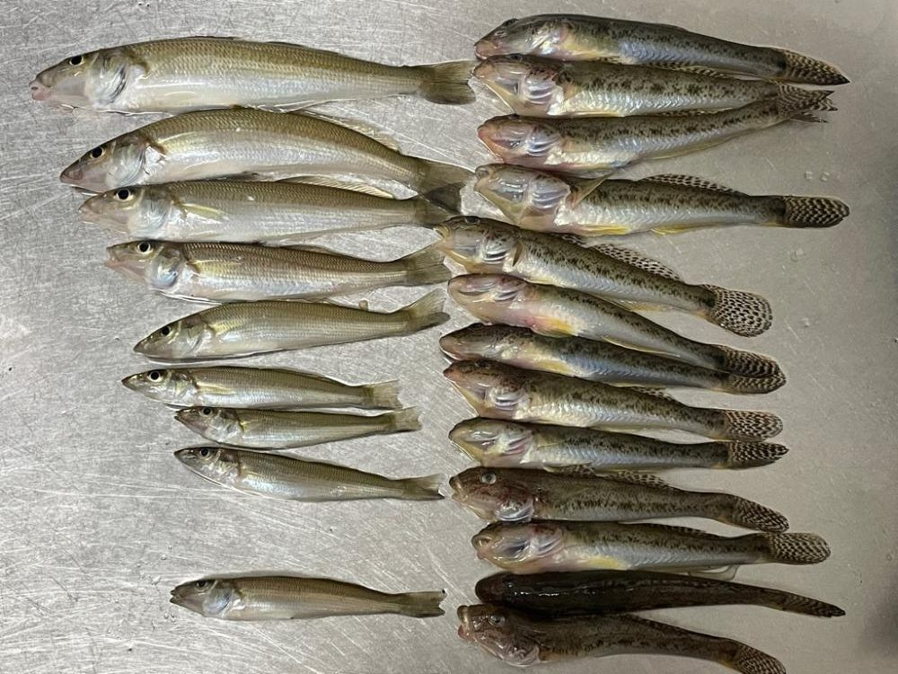 ハゼキス大漁！