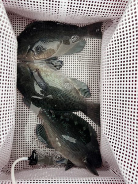 荒天フィッシング