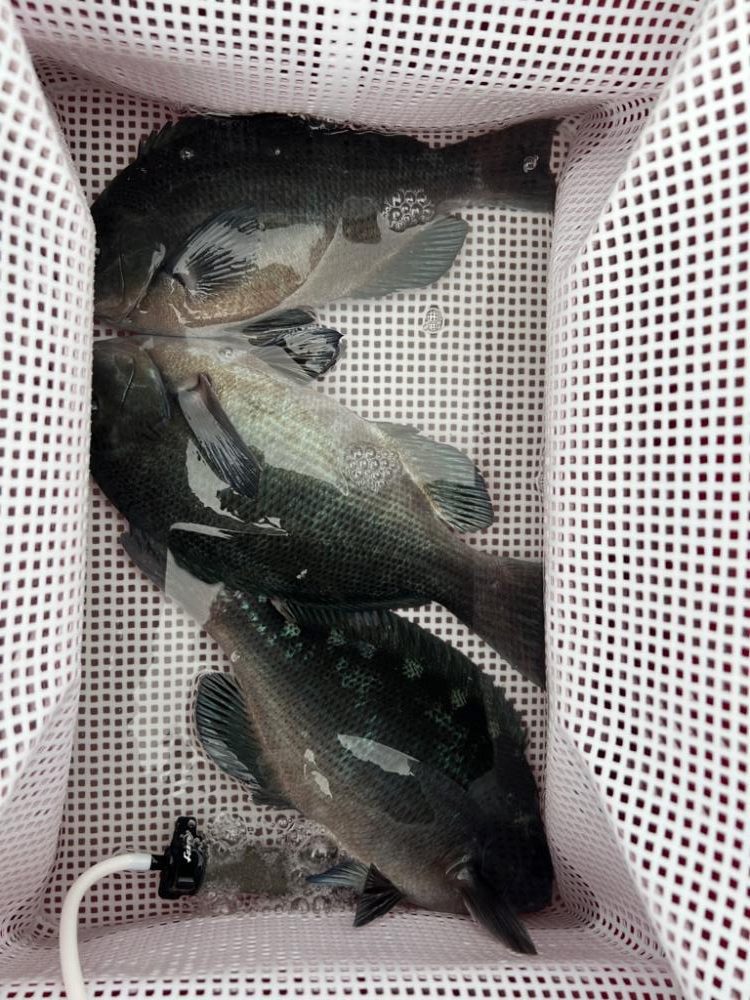 荒天フィッシング