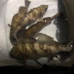 メバルシーズン到来