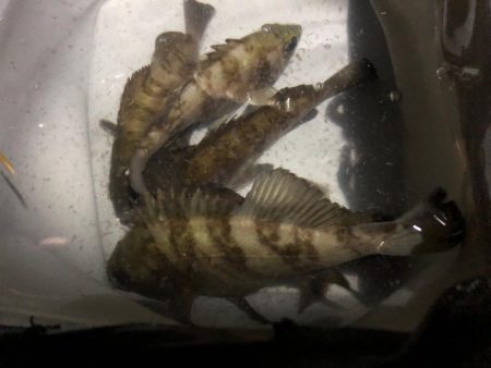 メバルシーズン到来