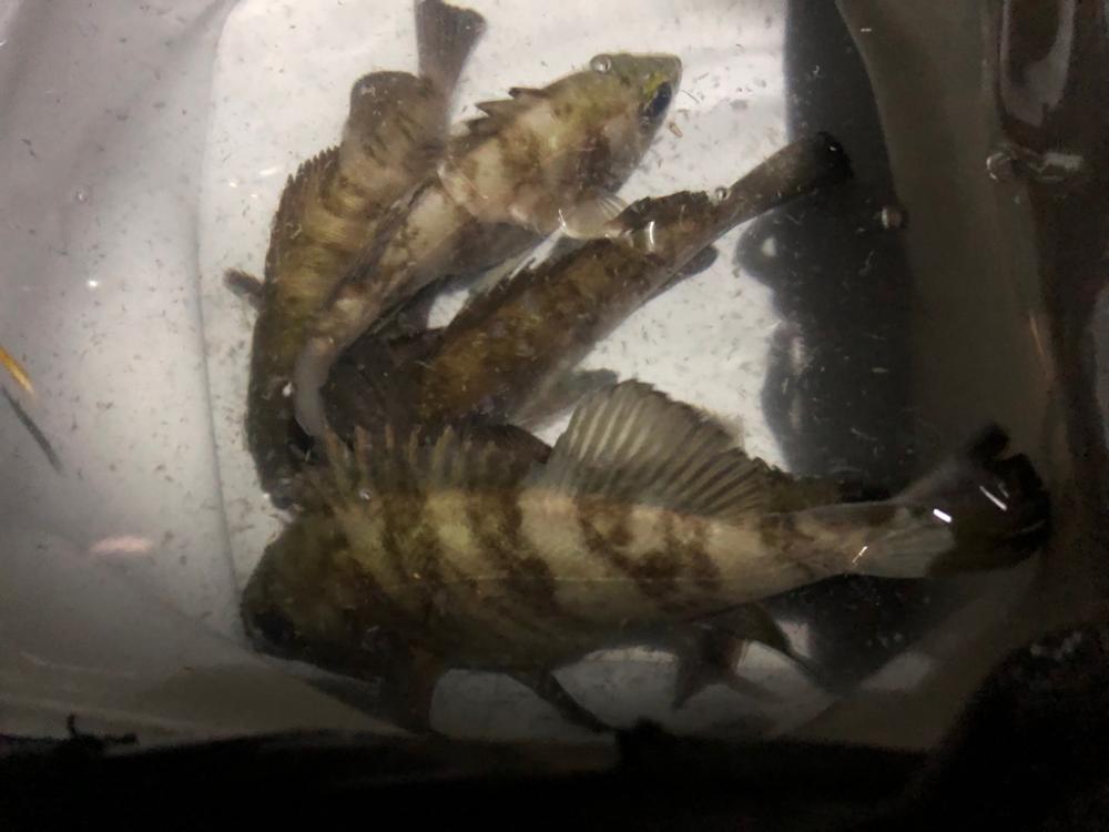 メバルシーズン到来