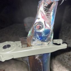 まだまだタチウオ