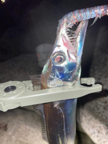 まだまだタチウオ