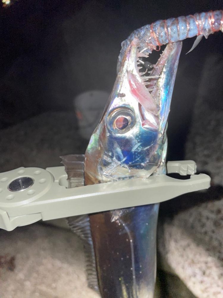 まだまだタチウオ