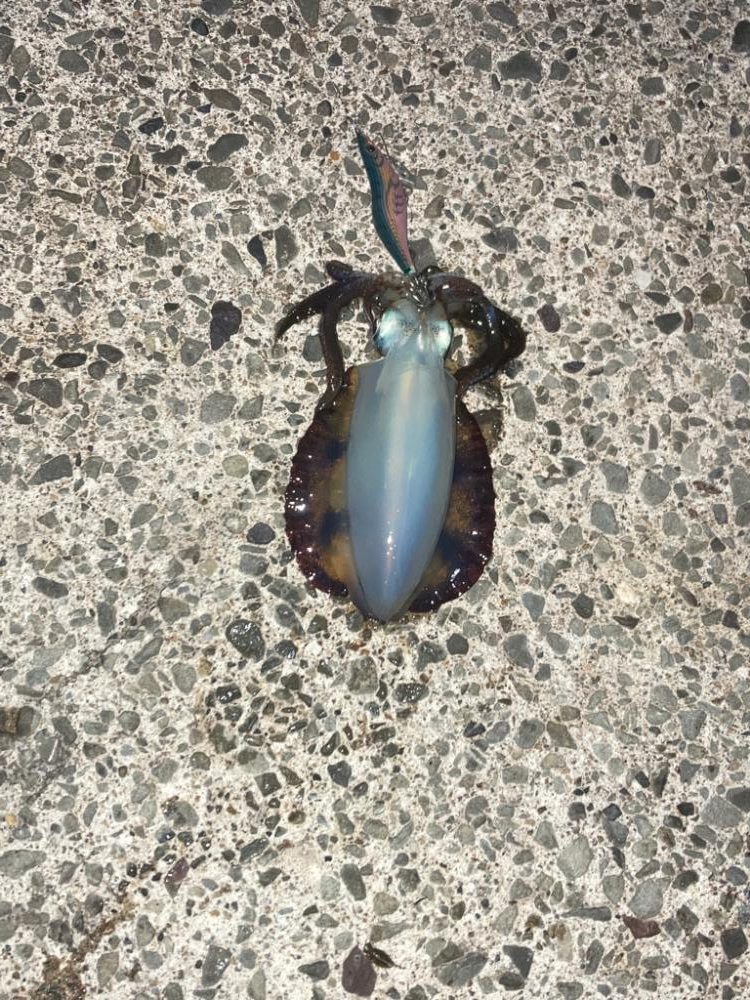 この秋一番のサイズ