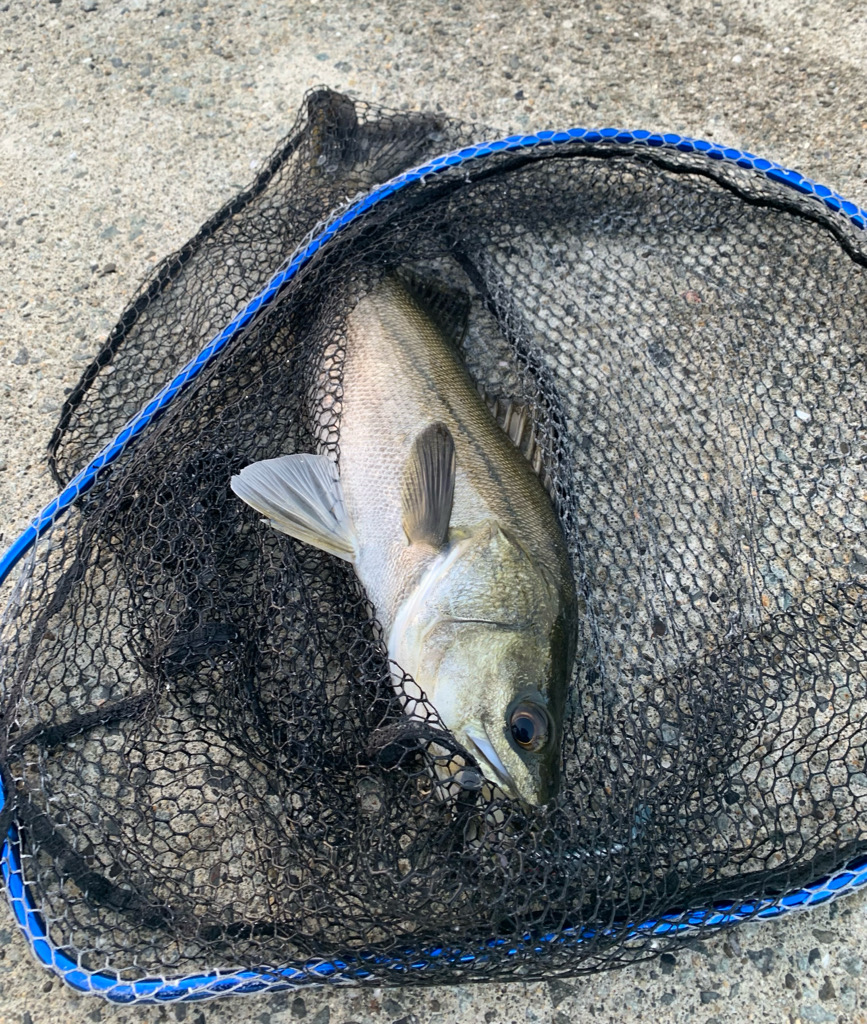 朝マヅメシーバス