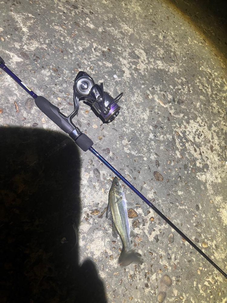 アジングは不発も