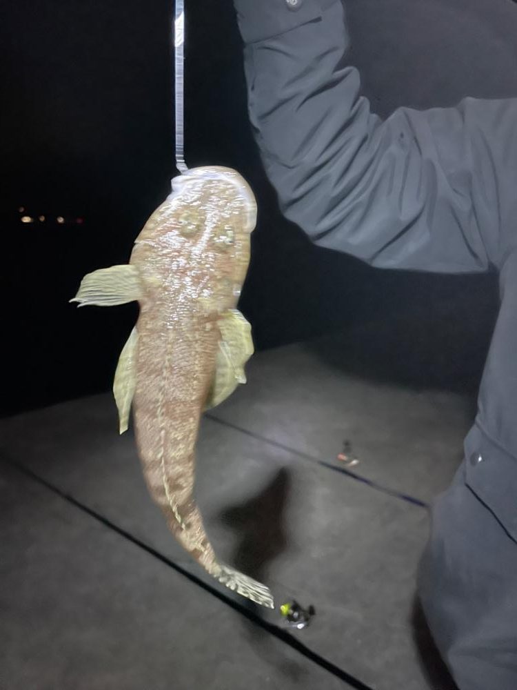 アジはサイズアップ、青物は厳しい