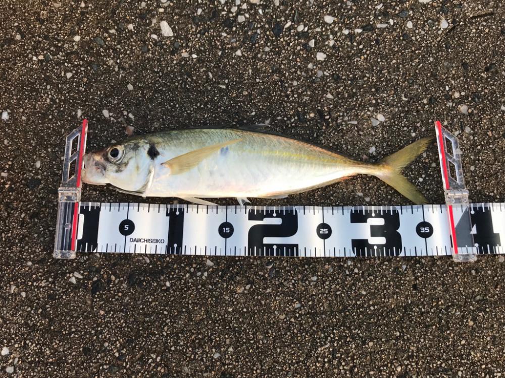 早朝〜夕まずめアジング