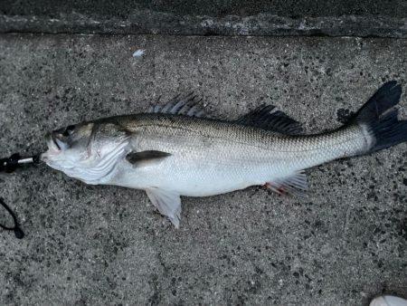 超初心者の釣り🎣③
