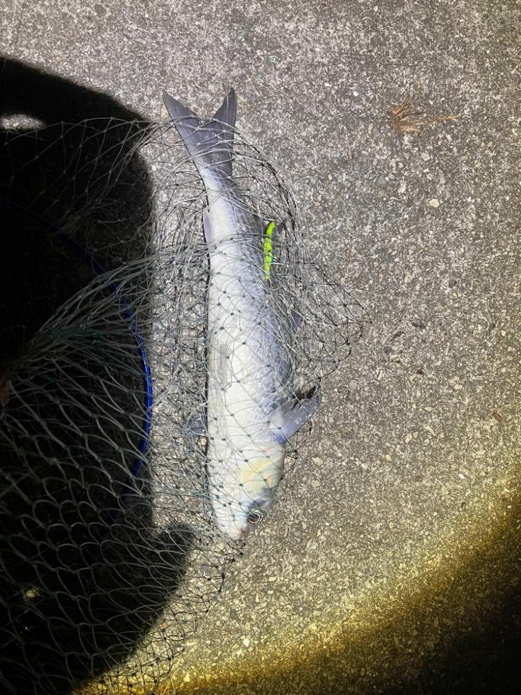 鱗付なるのか!?