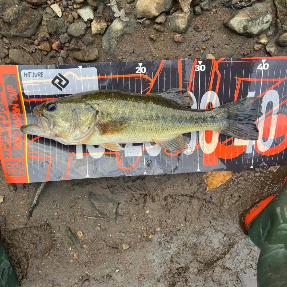 小型バイブ⚡️