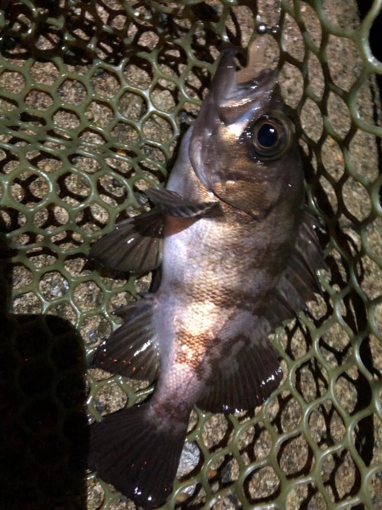 なめろうが食べたくて