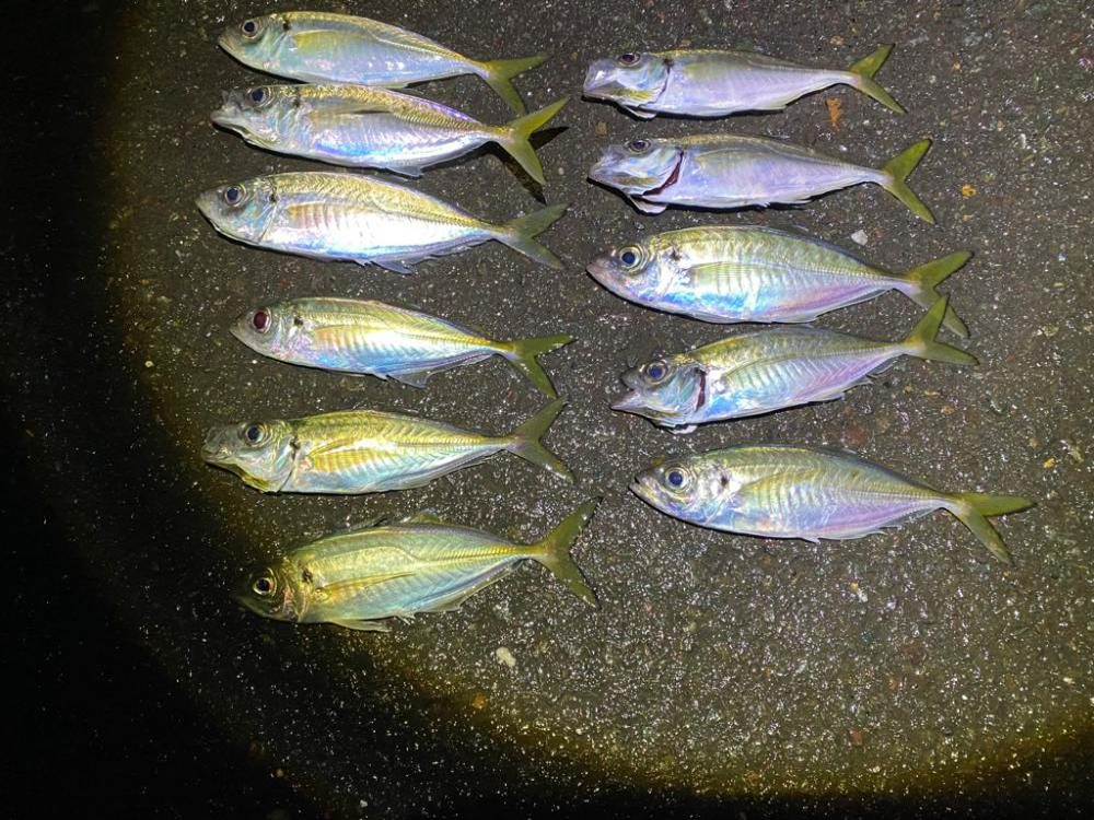 アジ、サゴシ、爆回