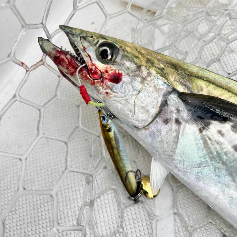 サワラ/ブレードジギング