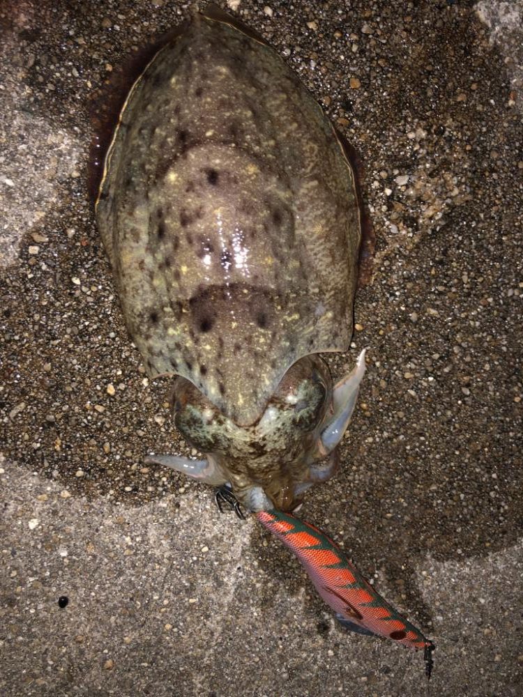 コウイカ連発！？