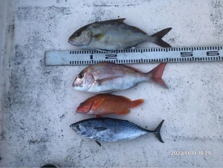 11/21 伊島沖ジギング