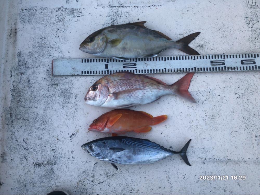 11/21 伊島沖ジギング