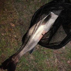 淀川のシーバス