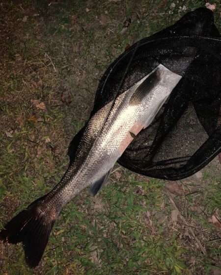 淀川のシーバス