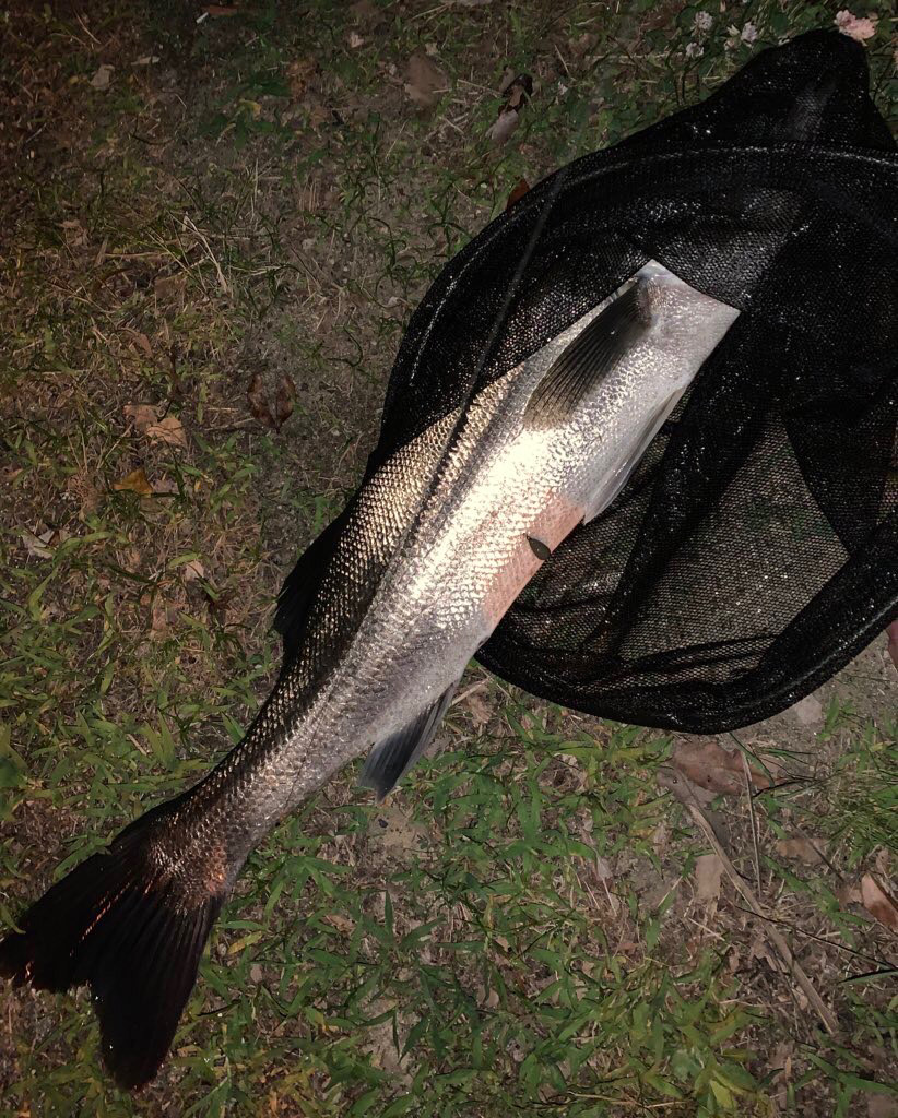 淀川のシーバス