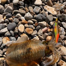 なんだか活性高め⁉︎