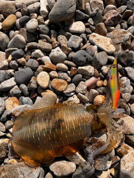 なんだか活性高め⁉︎