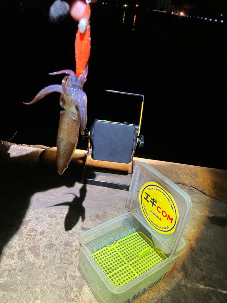 ヒイカ調査！(^｡^)