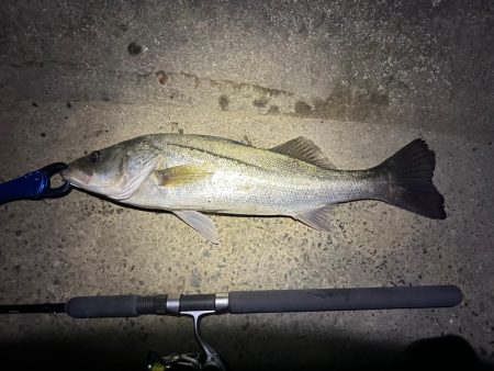 やっと釣れたぁぁあああ