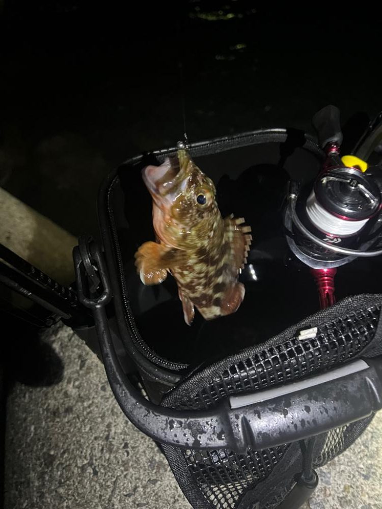 メバルを探しに