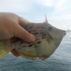 カワハギ第2 戦〜大雄丸〜