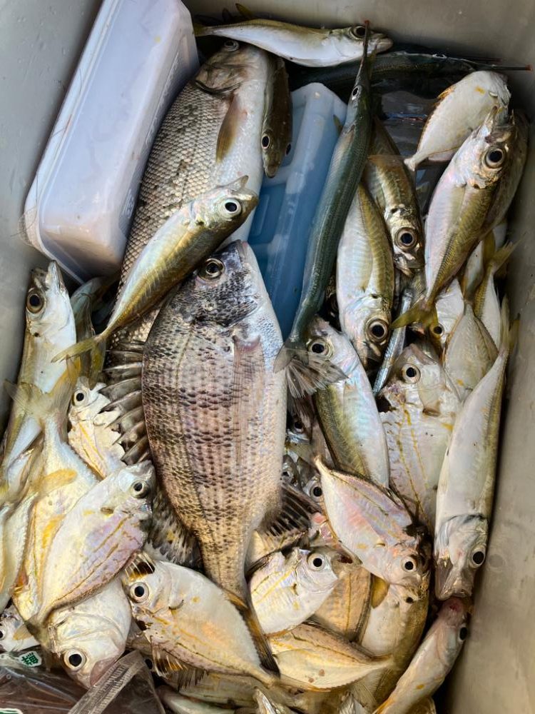 サヨリが釣れた！