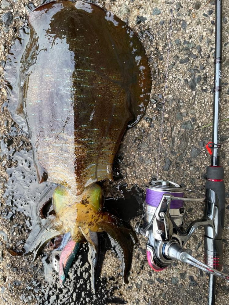 今秋最大きたよー！