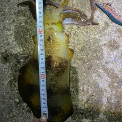 淡路島エギング　