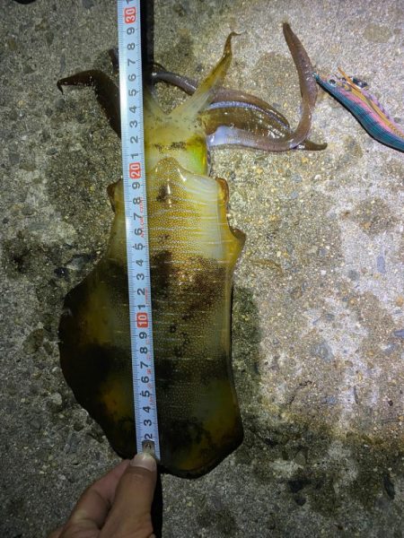 淡路島エギング　