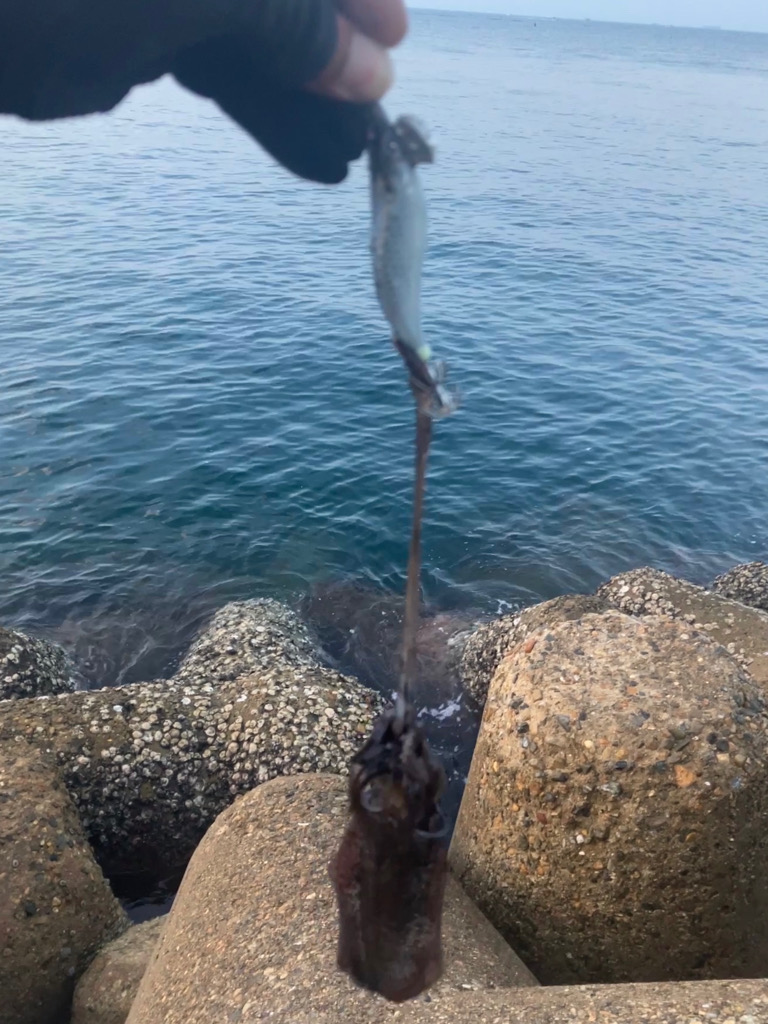 アオリイカ  潮が大事(^｡^)