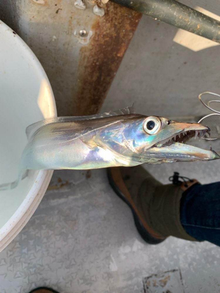 タチウオジギングは厳しかった。