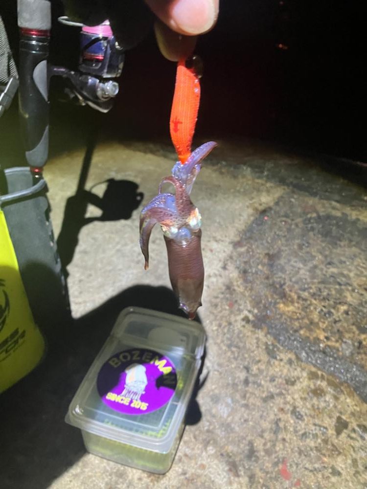 何時もの場所でヒイカ釣り(^.^)