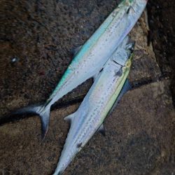 ショアジギング