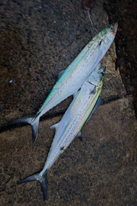 ショアジギング