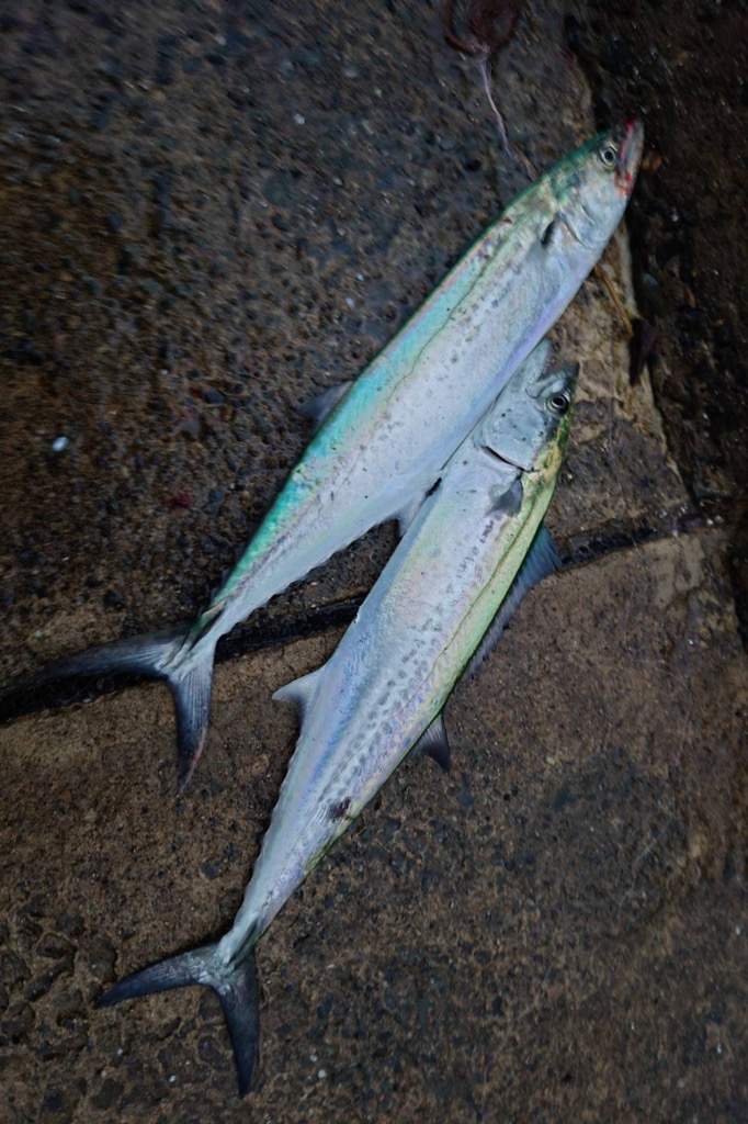 ショアジギング