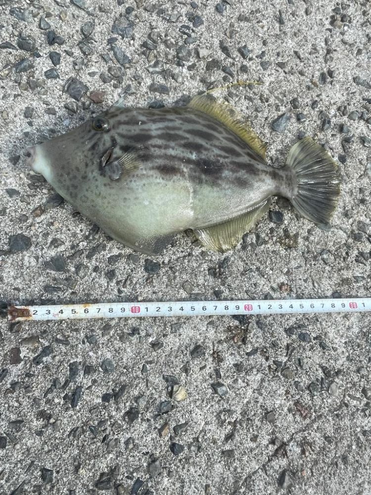 エギングと遠投サビキ１日目