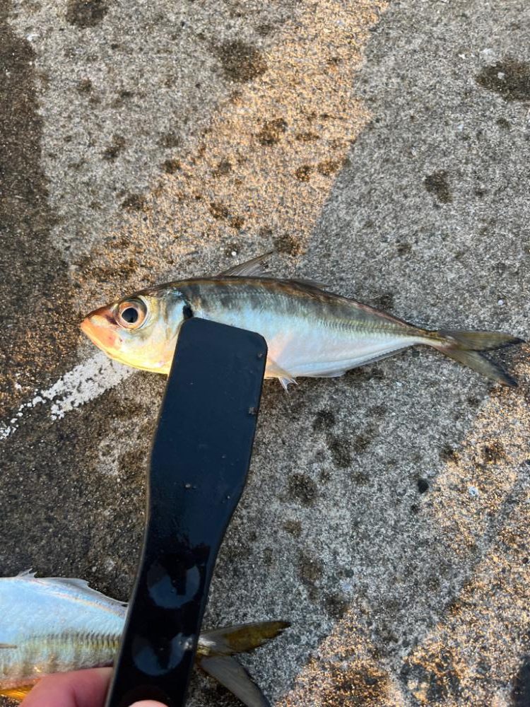 大アジやスズキが釣れました