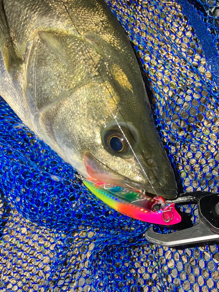 シーバスフィッシング